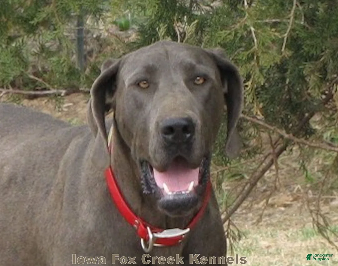 Great Dane dogs for sale: Great Dane 2 - Ad 16