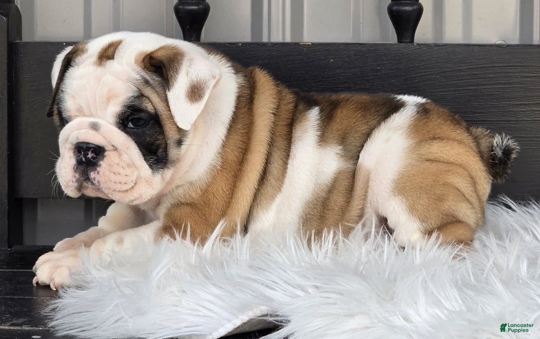 English Bulldog dogs for sale: Bella - Ad 3