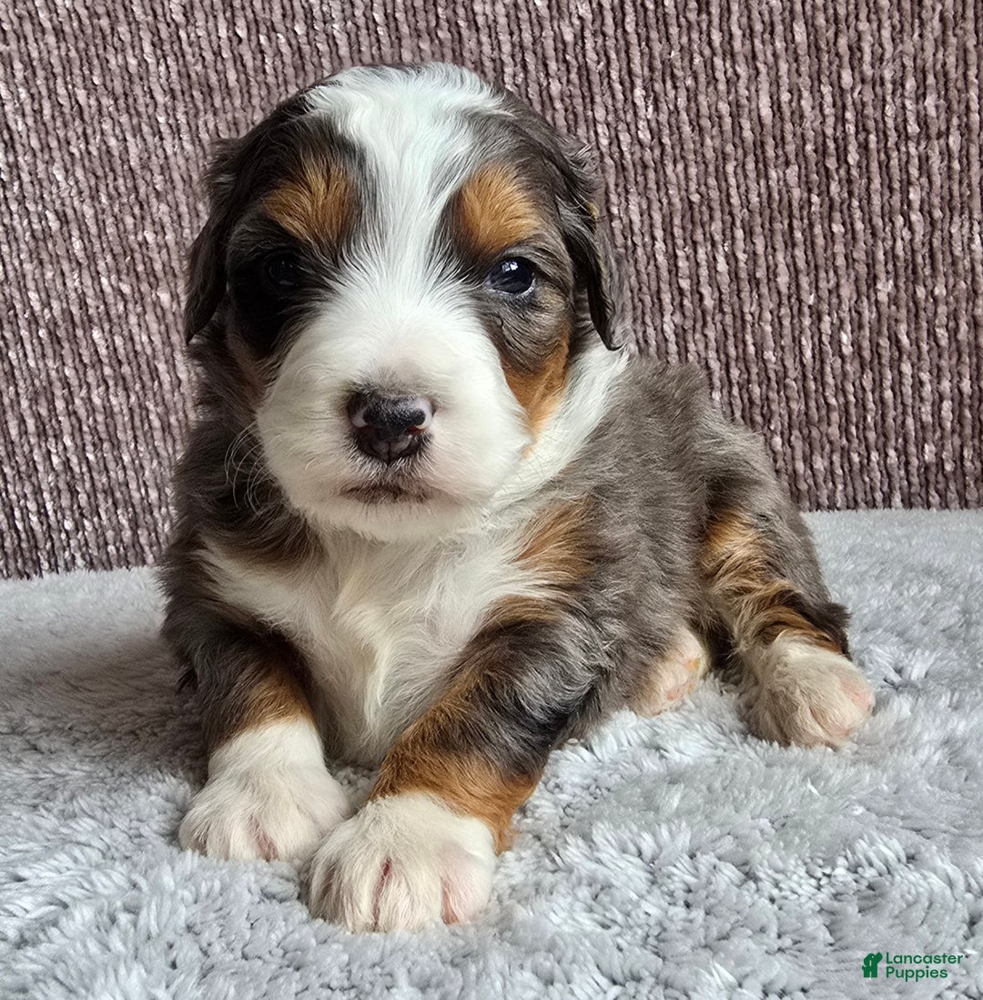 Mini Bernedoodle dogs for sale: Mini Alfie - Ad 8