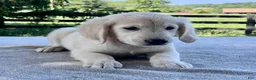 Golden Retriever dogs for sale: Oakley - Ad 4