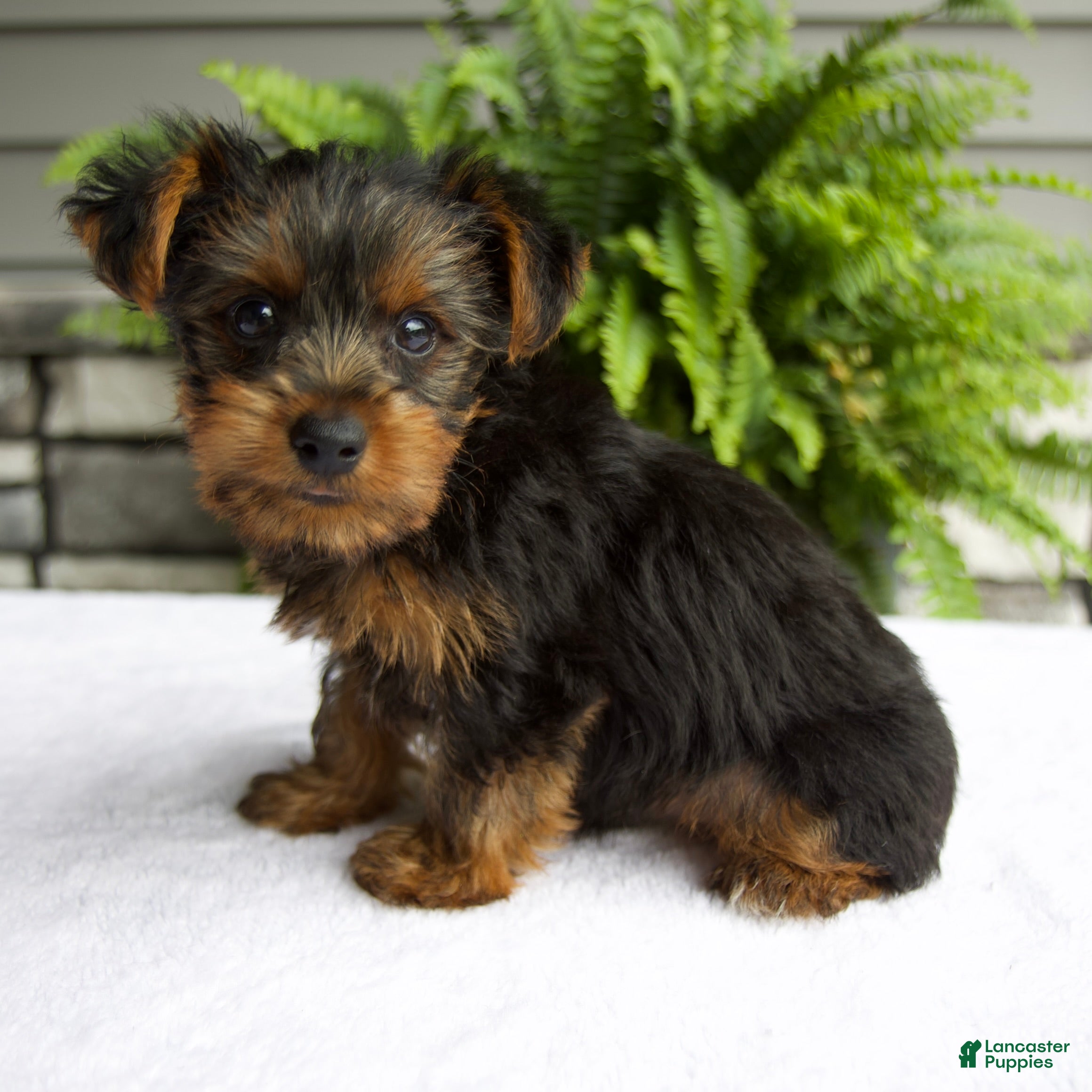 Yorkshire Terrier dogs Alfie - Ad 1