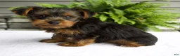 Yorkshire Terrier dogs for sale: Alfie - Ad 3