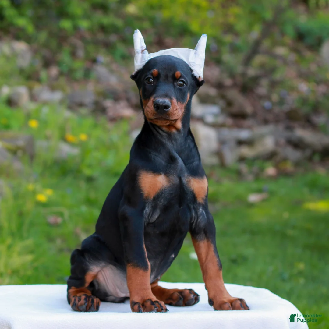 Doberman Pinscher dogs for sale: Avery  - Ad 2