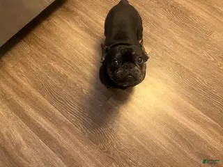 French Bulldog dogs French Bulldog Puppy 2 - Ad 10