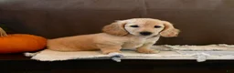Miniature Dachshund dogs for sale: Tazer - Ad 3
