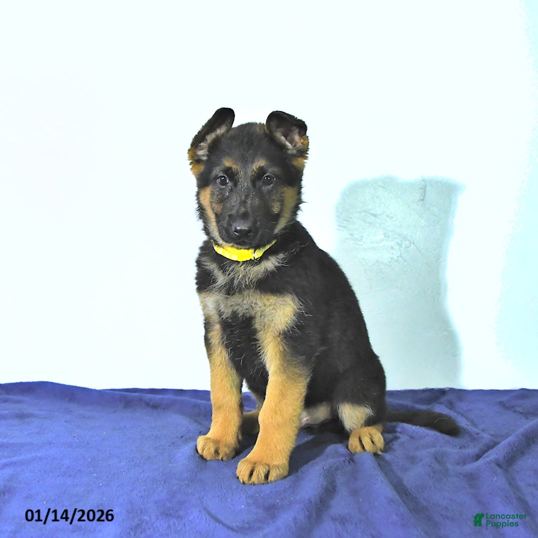 German Shepherd dogs for sale: Rusty - Ad 4
