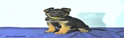 German Shepherd dogs for sale: Rusty - Ad 9