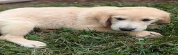 Golden Retriever dogs for sale: Cotton Candy - Ad 3