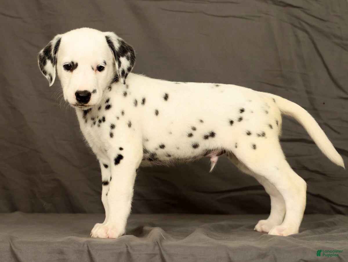 Dalmatian dogs Brock - Ad 2