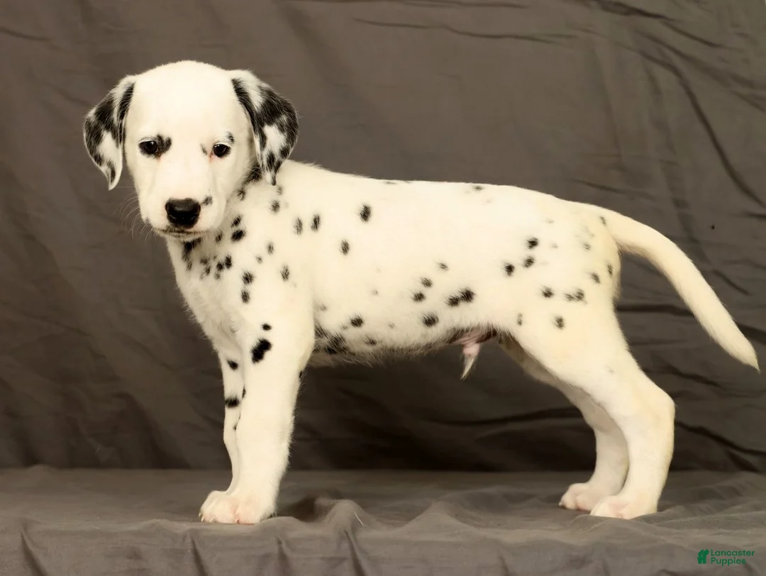 Dalmatian dogs for sale: Brock - Ad 2