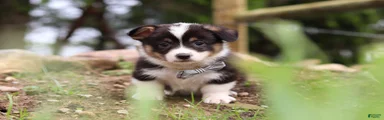 Ace
