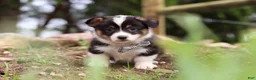 Welsh Corgi Pembroke dogs for sale: Ace - Ad 1