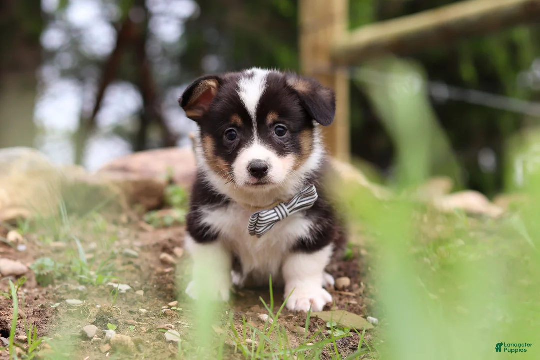 Welsh Corgi Pembroke dogs for sale: Ace - Ad 1