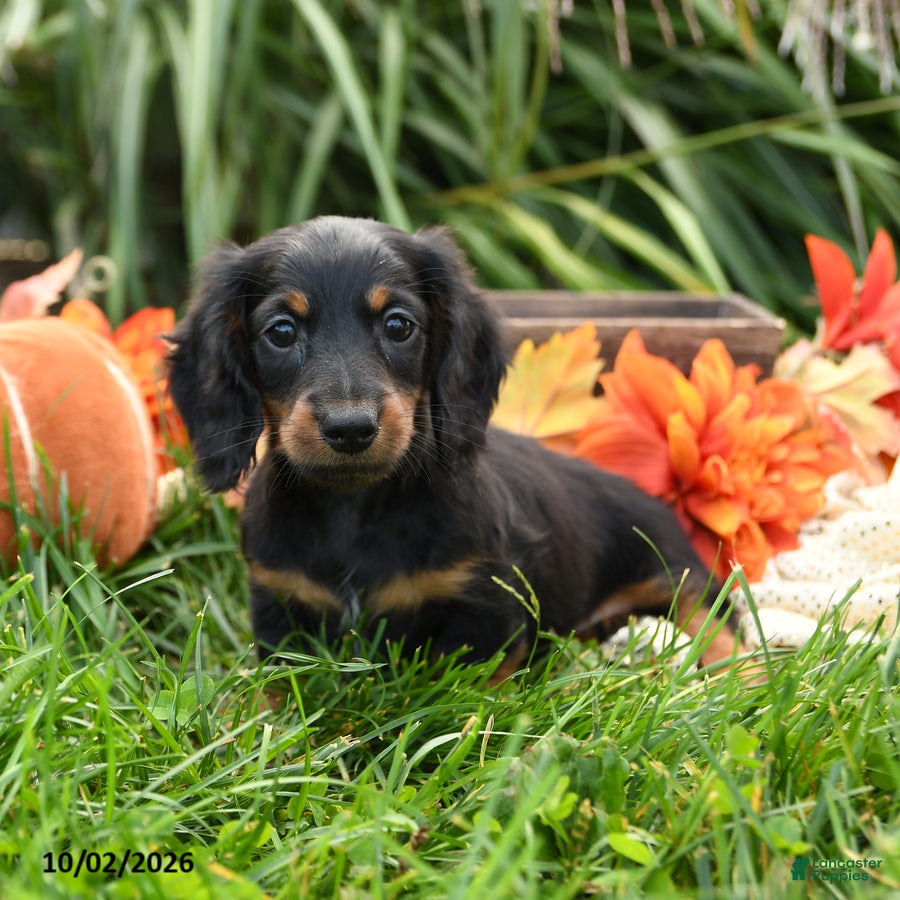 Miniature Dachshund dogs Ulysses - Ad 2
