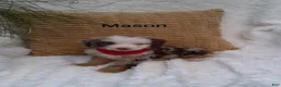 Mini Bernedoodle dogs for sale: Mason  - Ad 3