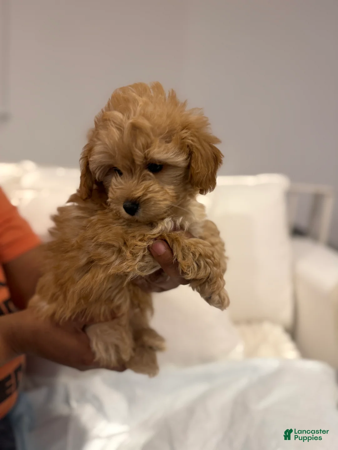 Shihpoo dogs for sale: Simba - Ad 3