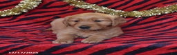 Golden Retriever dogs for sale: Rachel - Ad 5