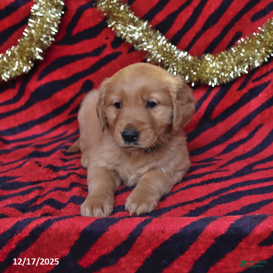 Golden Retriever dogs for sale: Rachel - Ad 5