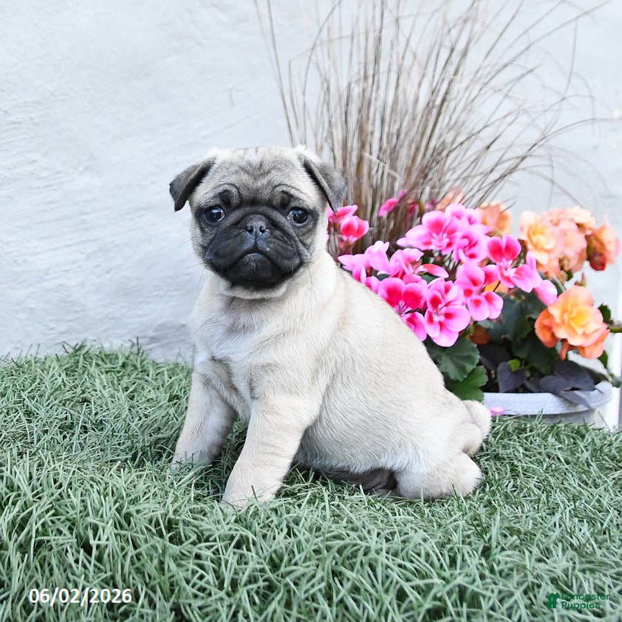 Pug dogs for sale: Pixie - Ad 2