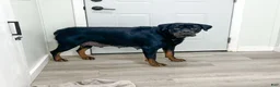 Rottweiler dogs for sale: Jake - Ad 6