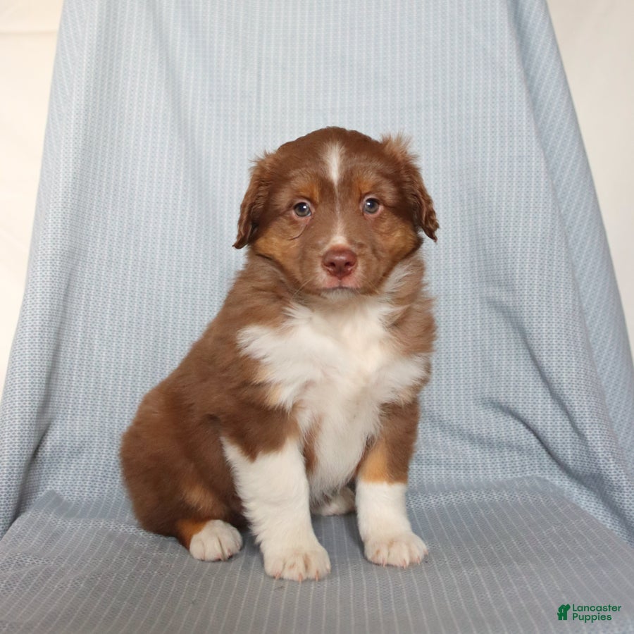Miniature Australian Shepherd dogs Chase - Ad 1