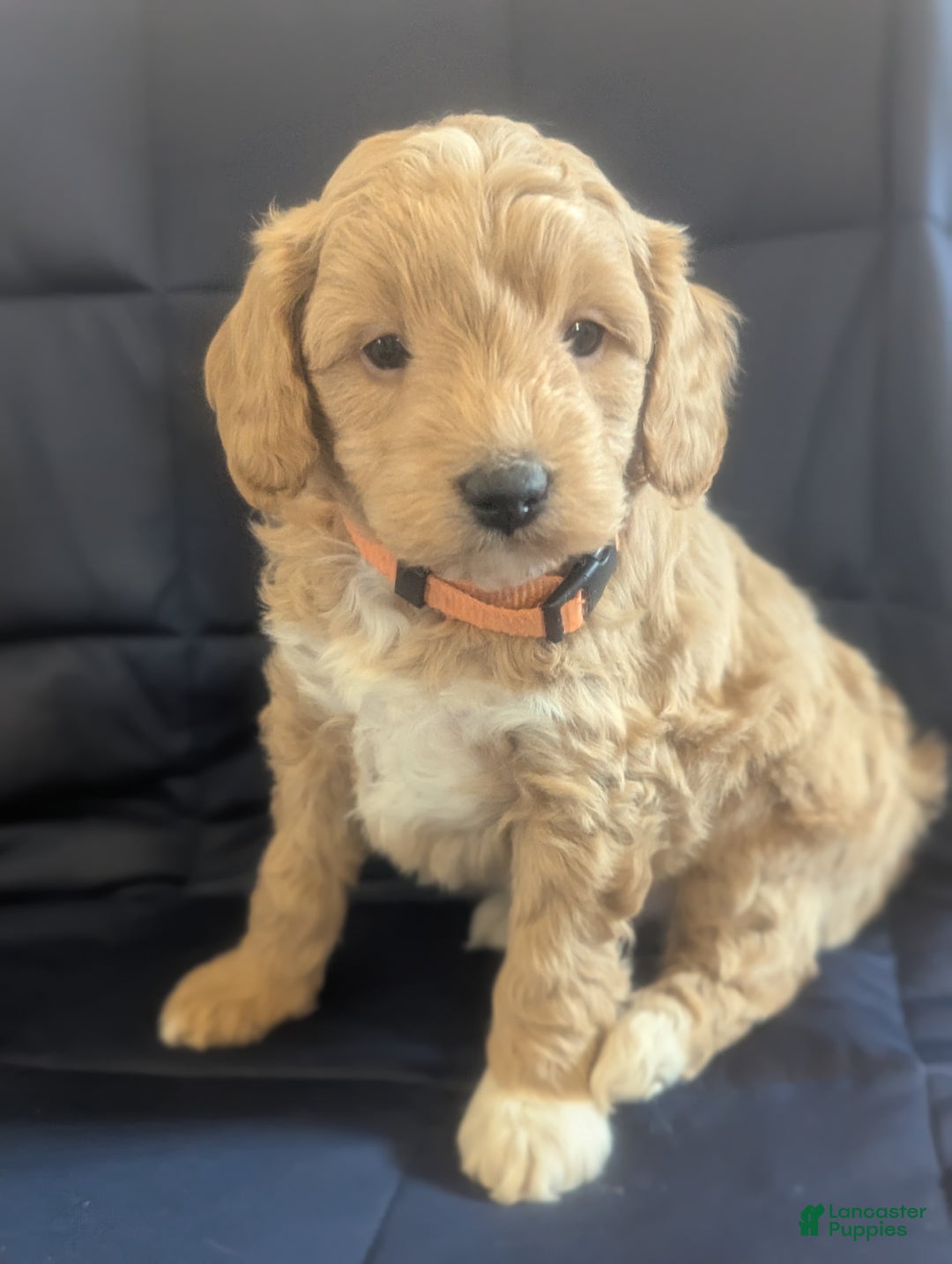 Mini Goldendoodle dogs for sale: Neil - Ad 4