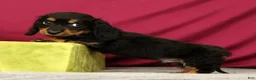 Miniature Dachshund dogs for sale: Skittles - Ad 3
