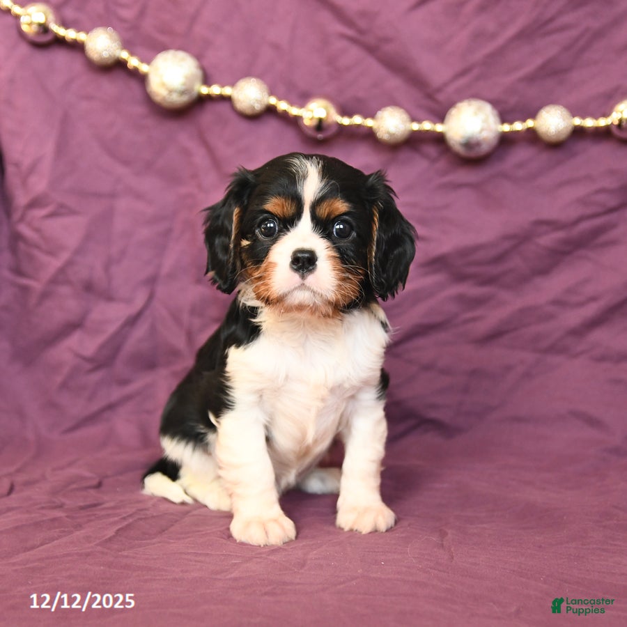 Cavalier King Charles Spaniel dogs Lily - Ad 41