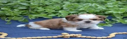 Shih Tzu dogs for sale: Bella - Ad 3