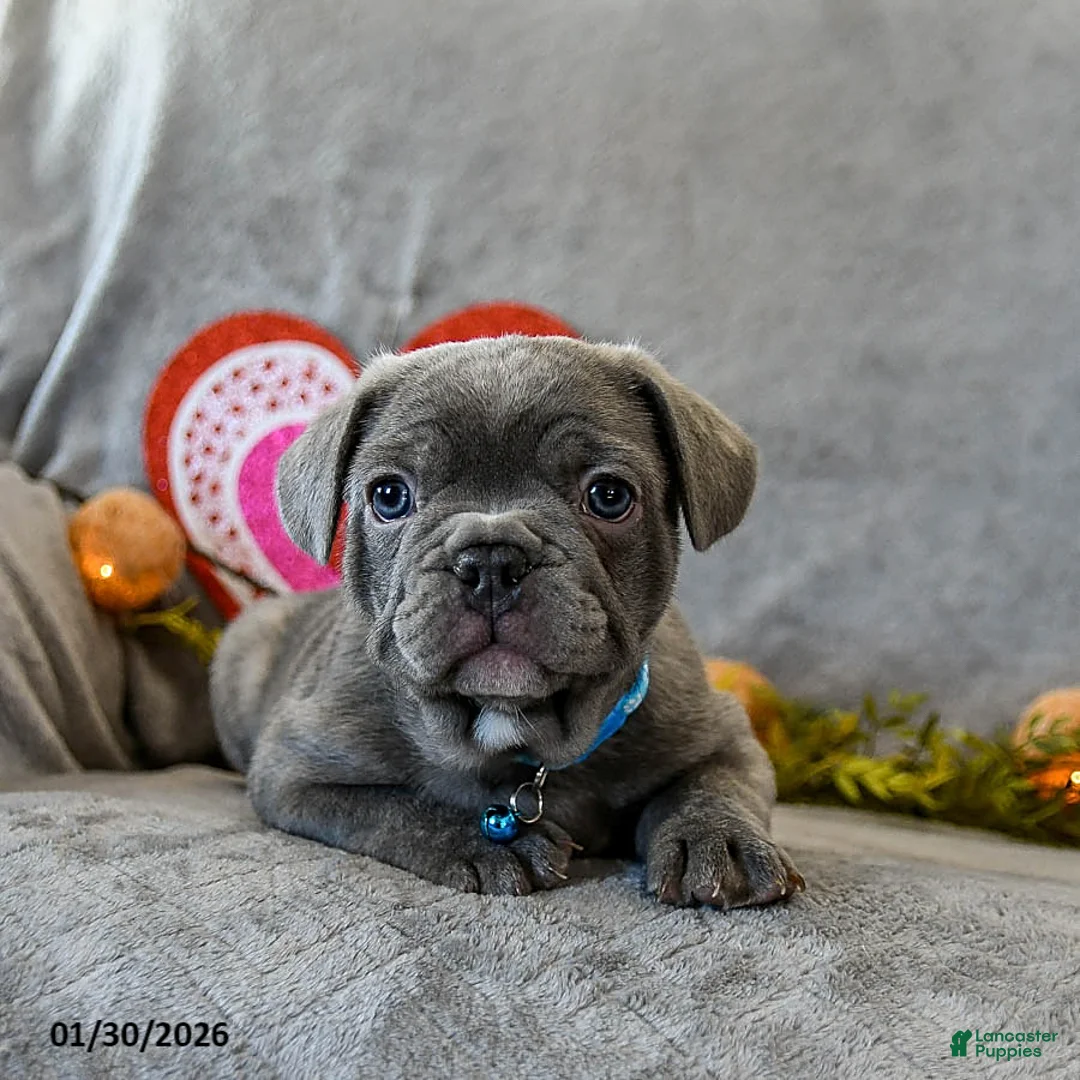 French Bulldog dogs for sale: Wilbur - Ad 2