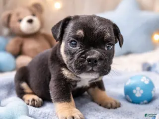 English Bulldog dogs Fluffy carrier with pink - Ad 41