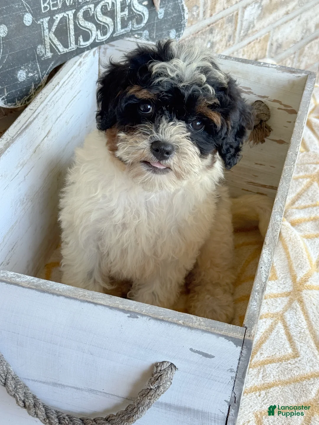 Mini Bernedoodle dogs for sale: Bonnie - Ad 1