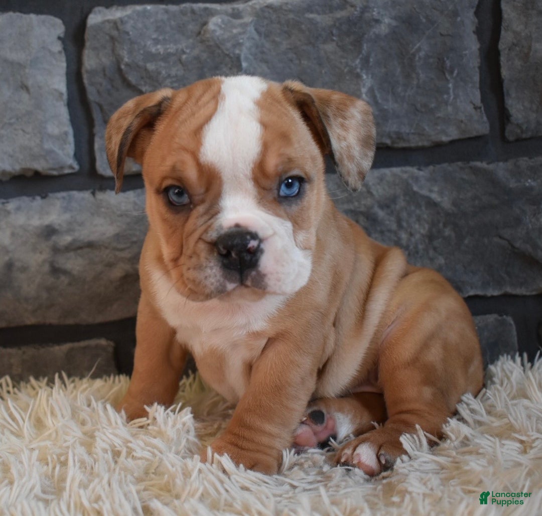 Mixed Breed dogs for sale: Bonnie  - Ad 5