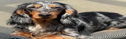 Miniature Dachshund dogs for sale: Daisy - Ad 5
