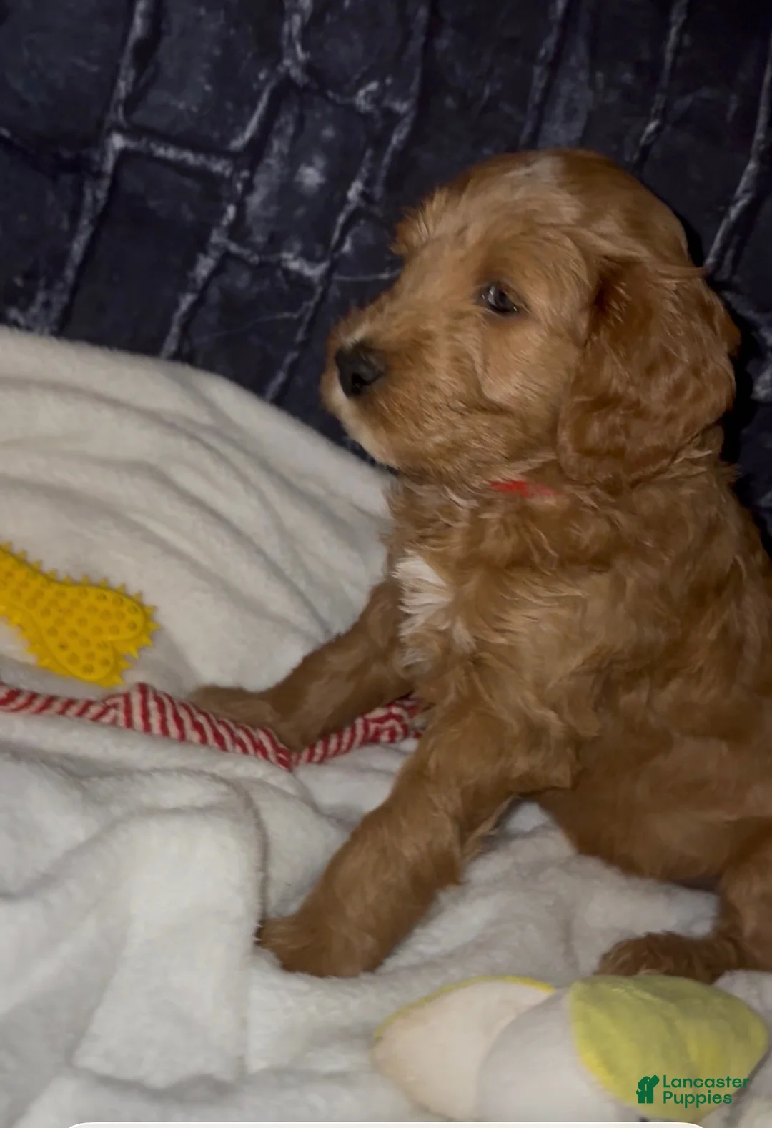 Goldendoodle dogs for sale: Redd - Ad 2