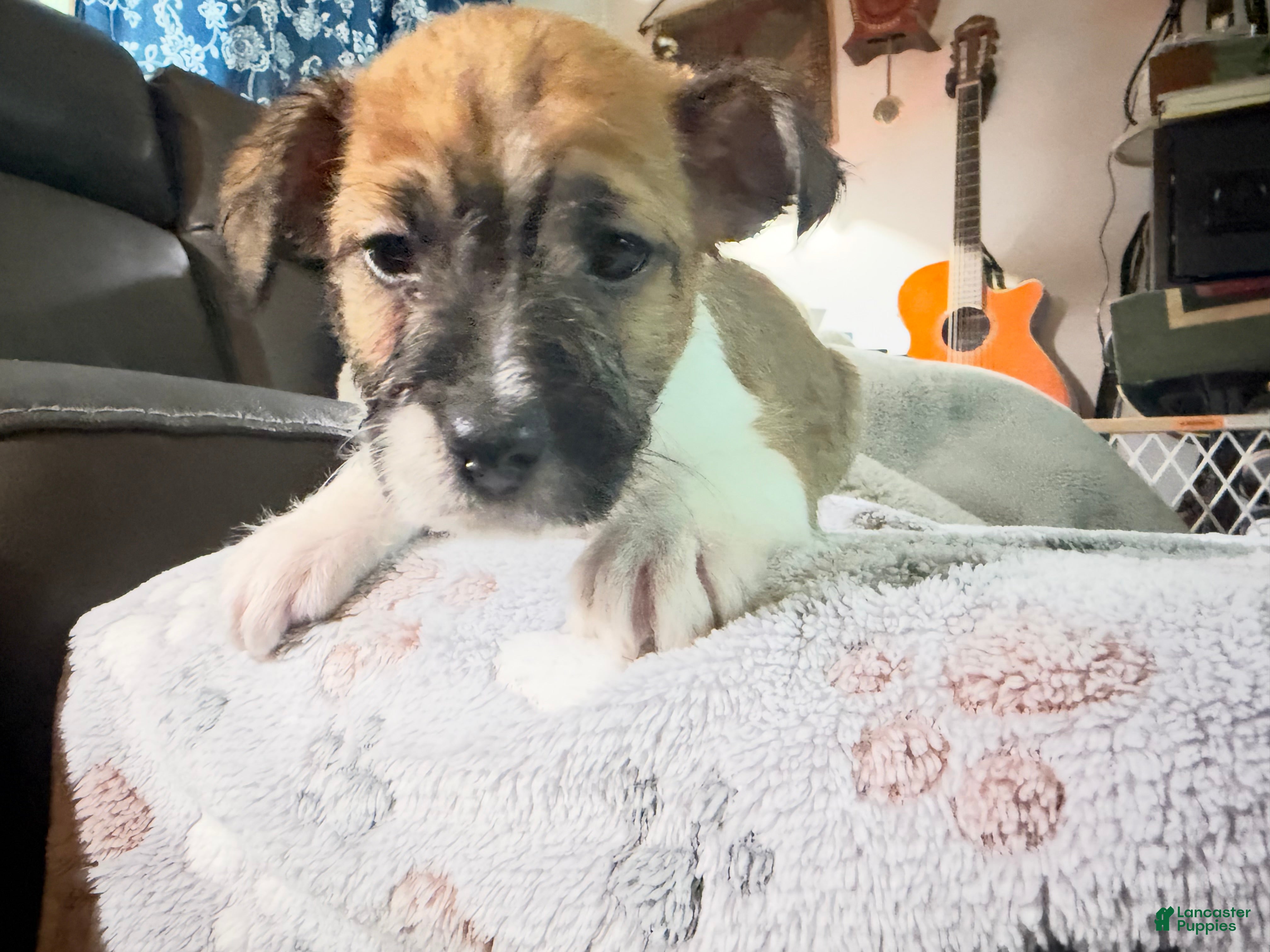 Mixed breed (Mixed breed, Male) in Londonderry, NH