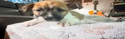 Mixed Breed dogs for sale: Mixed Breed 2 - Ad 1