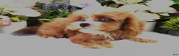 Cavapoo dogs for sale: Autumn's #5 Male - Ad 4