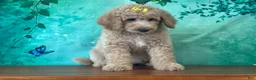 Goldendoodle dogs for sale: Queenie - Ad 3