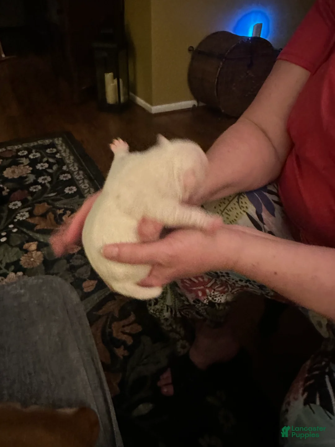 Mixed Breed dogs for sale: English Bulldog Puppy 6 - Ad 2