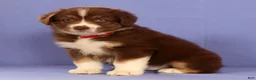 Miniature Australian Shepherd dogs for sale: Mike - Ad 5