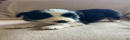 Border Collie dogs for sale: Border Collie Puppy 2 - Ad 2