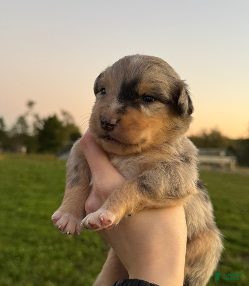 Australian Shepherd dogs for sale: Teddy - Ad 19