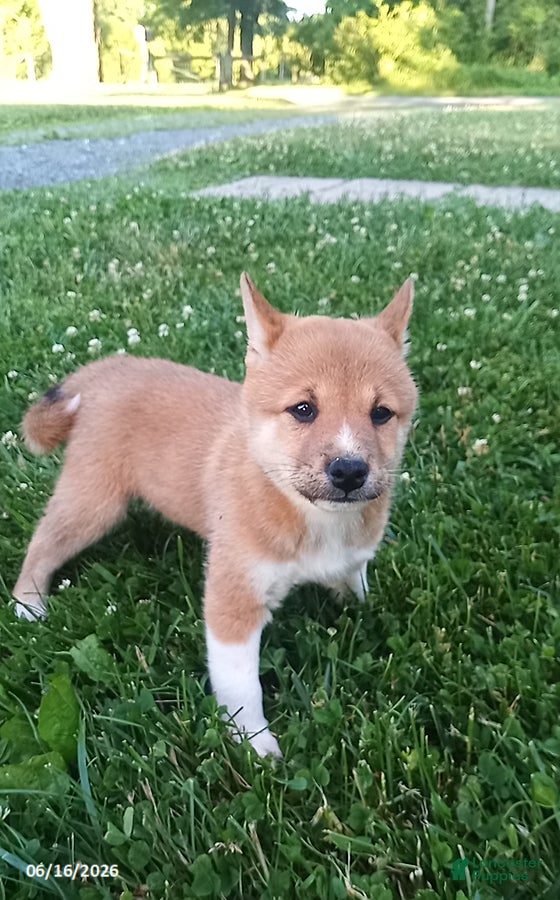 Shiba Inu dogs Willy - Ad 2