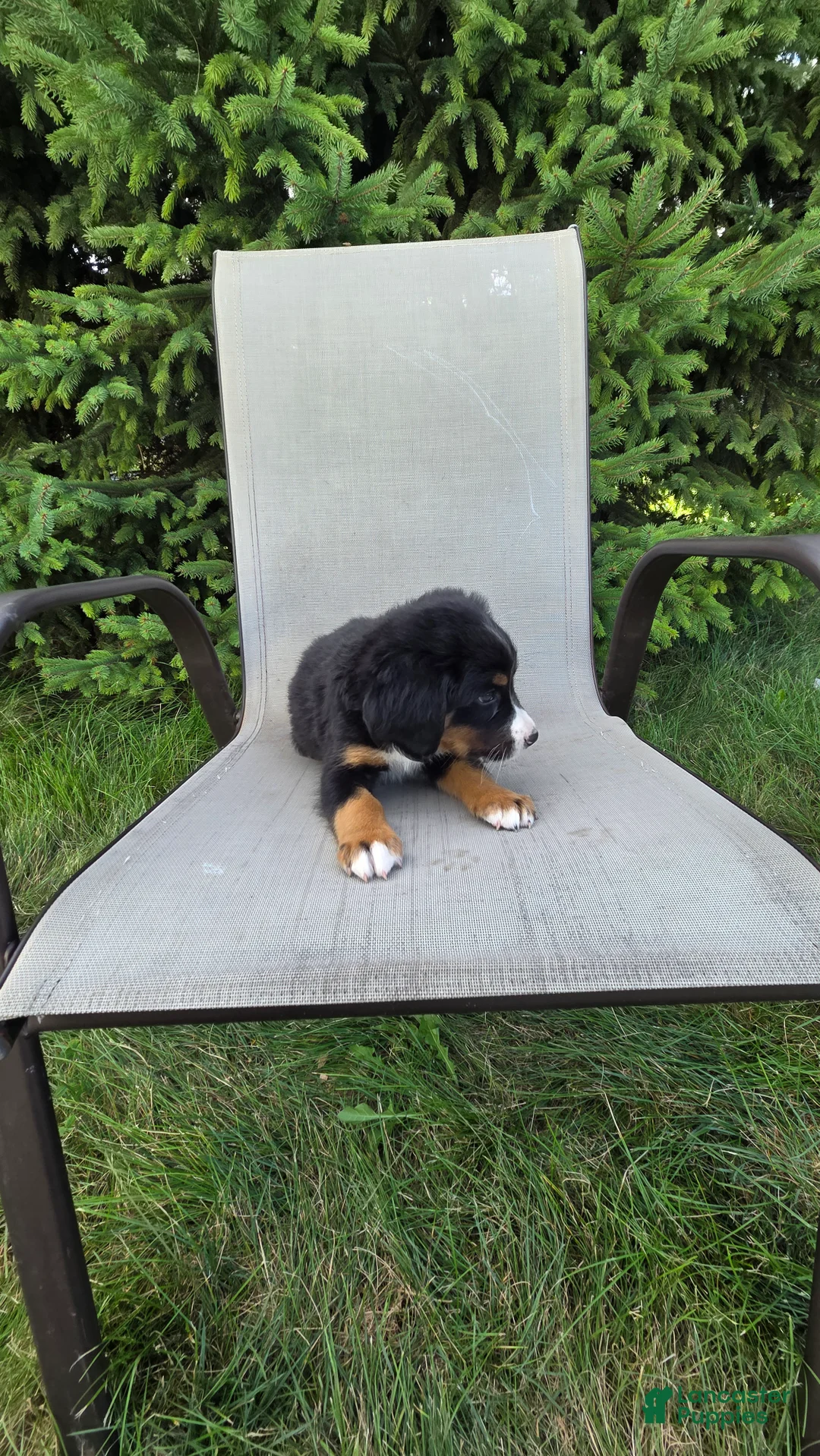 Bernedoodle dogs for sale: Bernedoodle dark green - Ad 2
