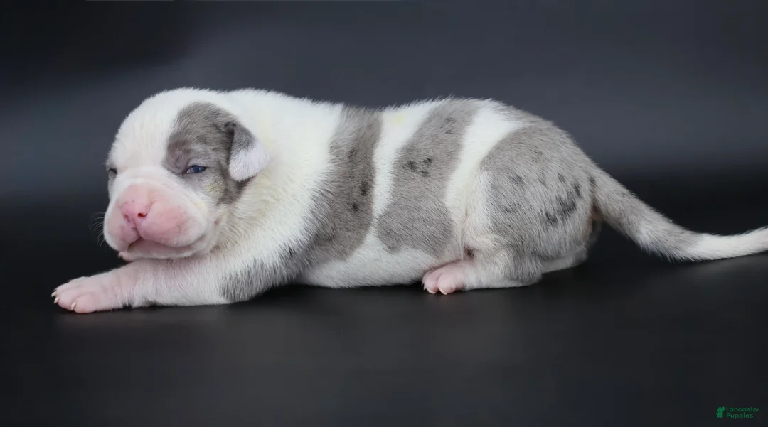 American Bully dogs for sale: Hercules - XL - ABKC - Ad 1