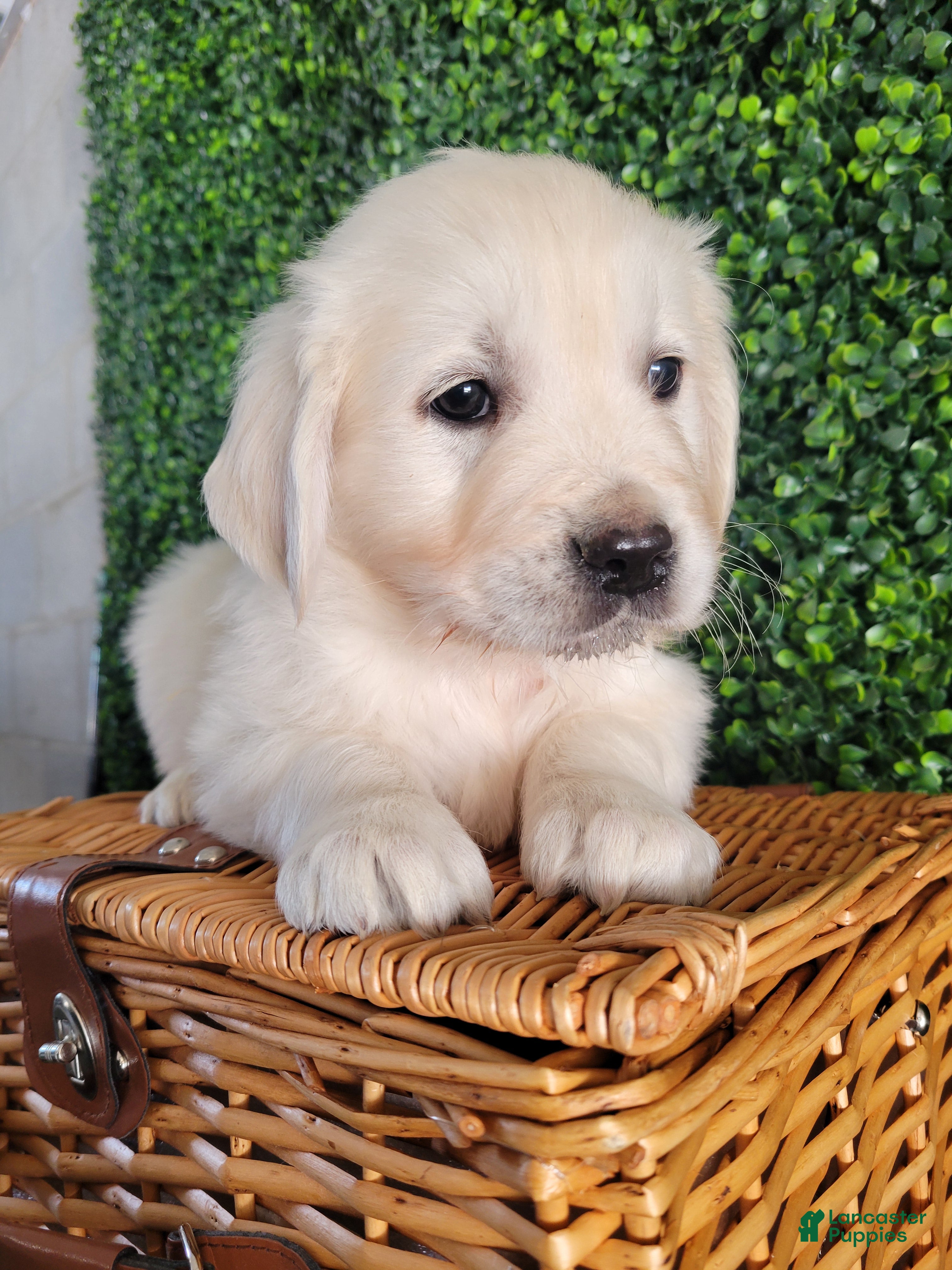 Golden Retriever dogs Rocky - Ad 2