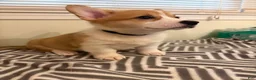 Welsh Corgi Pembroke dogs for sale: Don - Ad 2
