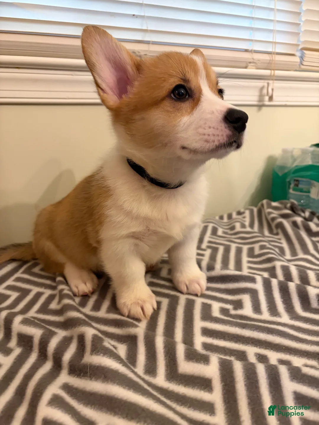 Welsh Corgi Pembroke dogs for sale: Don - Ad 2