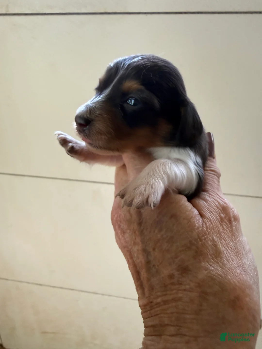 Miniature Dachshund dogs for sale: Miniature Dachshund Puppy 5 - Ad 1